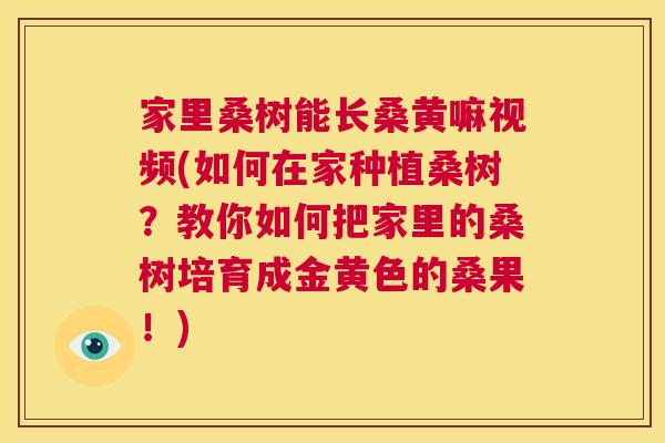 家里桑树能长桑黄嘛视频(如何在家种植桑树?教你如何把家里的桑树培育成金黄色的桑果!) 家里桑树能长桑黄嘛视频(如何在家种植桑树?教你如何把家里的桑树培育成金黄色的桑果!)