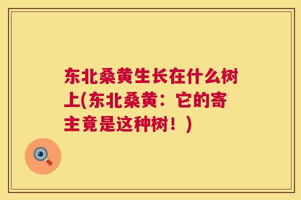 东北桑黄生长在什么树上(东北桑黄:它的寄主竟是这种树!) 东北桑黄生长在什么树上(东北桑黄:它的寄主竟是这种树!)