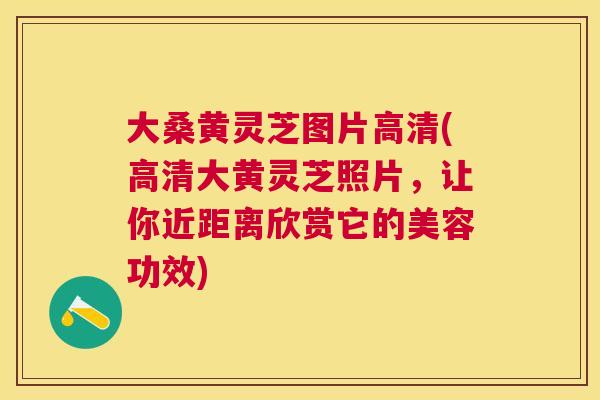 大桑黄灵芝图片高清(高清大黄灵芝照片,让你近距离欣赏它的美容功效) 大桑黄灵芝图片高清(高清大黄灵芝照片,让你近距离欣赏它的美容功效)