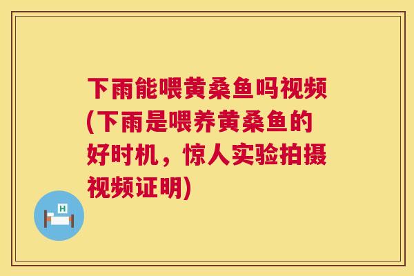 下雨能喂黄桑鱼吗视频(下雨是喂养黄桑鱼的好时机,惊人实验拍摄视频证明) 下雨能喂黄桑鱼吗视频(下雨是喂养黄桑鱼的好时机,惊人实验拍摄视频证明)