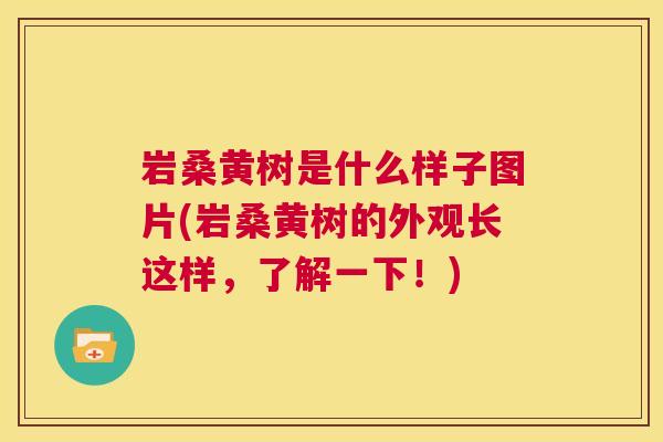 岩桑黄树是什么样子图片(岩桑黄树的外观长这样,了解一下!) 岩桑黄树是什么样子图片(岩桑黄树的外观长这样,了解一下!)