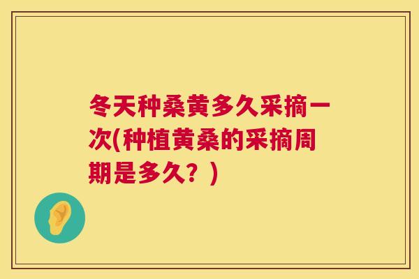 冬天种桑黄多久采摘一次(种植黄桑的采摘周期是多久?) 冬天种桑黄多久采摘一次(种植黄桑的采摘周期是多久?)