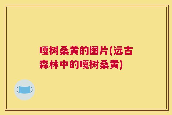 嘎树桑黄的图片(远古森林中的嘎树桑黄) 嘎树桑黄的图片(远古森林中的嘎树桑黄)