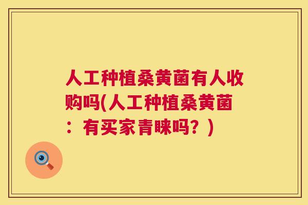 人工种植桑黄菌有人收购吗(人工种植桑黄菌:有买家青睐吗?) 人工种植桑黄菌有人收购吗(人工种植桑黄菌:有买家青睐吗?)