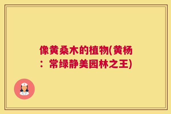 像黄桑木的植物(黄杨:常绿静美园林之王) 像黄桑木的植物(黄杨:常绿静美园林之王)