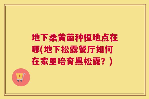 地下桑黄菌种植地点在哪(地下松露餐厅如何在家里培育黑松露？)