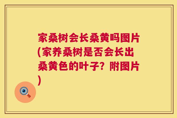 家桑树会长桑黄吗图片(家养桑树是否会长出桑黄色的叶子?附图片) 家桑树会长桑黄吗图片(家养桑树是否会长出桑黄色的叶子?附图片)