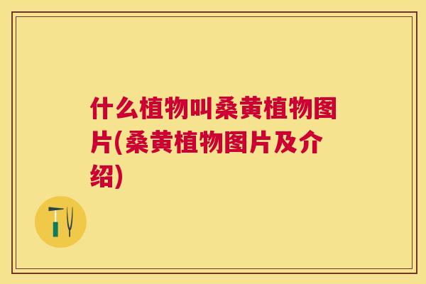 什么植物叫桑黄植物图片(桑黄植物图片及介绍) 什么植物叫桑黄植物图片(桑黄植物图片及介绍)