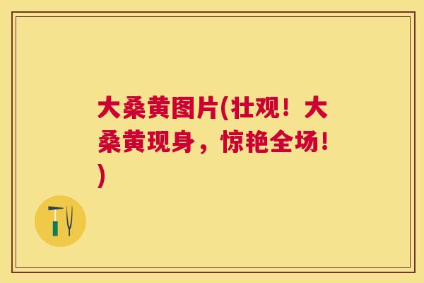 大桑黄图片(壮观!大桑黄现身,惊艳全场!) 大桑黄图片(壮观!大桑黄现身,惊艳全场!)