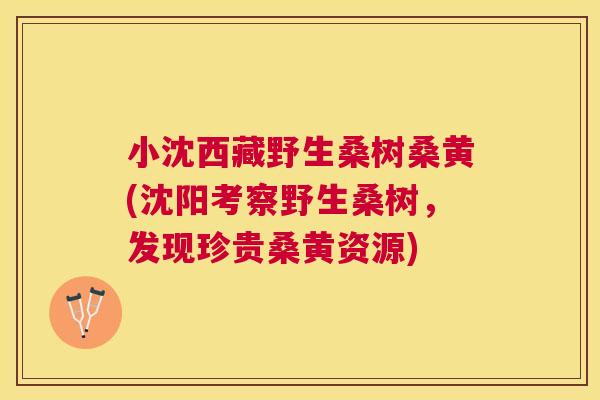 小沈西藏野生桑树桑黄(沈阳考察野生桑树，发现珍贵桑黄资源)