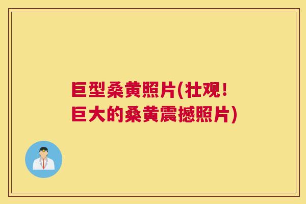 巨型桑黄照片(壮观!巨大的桑黄震撼照片) 巨型桑黄照片(壮观!巨大的桑黄震撼照片)
