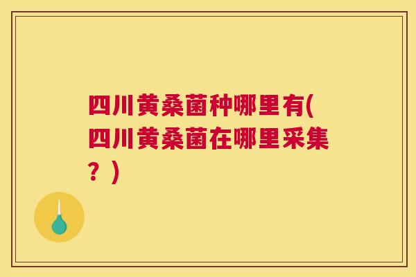 四川黄桑菌种哪里有(四川黄桑菌在哪里采集?) 四川黄桑菌种哪里有(四川黄桑菌在哪里采集?)