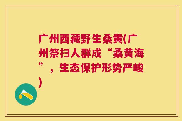 广州西藏野生桑黄(广州祭扫人群成“桑黄海”，生态保护形势严峻)