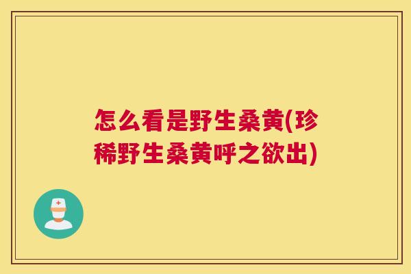 怎么看是野生桑黄(珍稀野生桑黄呼之欲出) 怎么看是野生桑黄(珍稀野生桑黄呼之欲出)