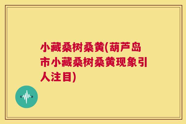 小藏桑树桑黄(葫芦岛市小藏桑树桑黄现象引人注目) 小藏桑树桑黄(葫芦岛市小藏桑树桑黄现象引人注目)