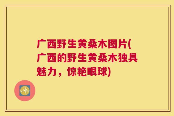 广西野生黄桑木图片(广西的野生黄桑木独具魅力,惊艳眼球) 广西野生黄桑木图片(广西的野生黄桑木独具魅力,惊艳眼球)