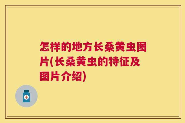 怎样的地方长桑黄虫图片(长桑黄虫的特征及图片介绍) 怎样的地方长桑黄虫图片(长桑黄虫的特征及图片介绍)