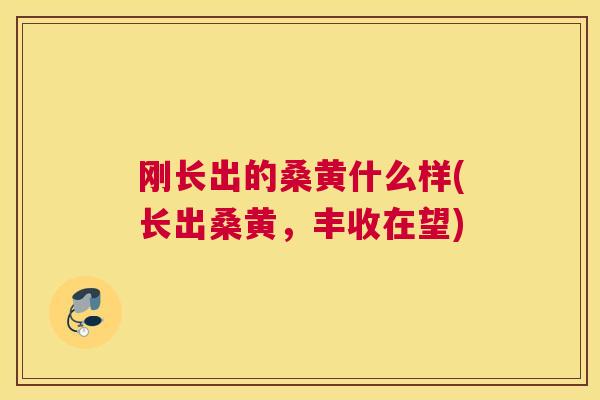 刚长出的桑黄什么样(长出桑黄,丰收在望) 刚长出的桑黄什么样(长出桑黄,丰收在望)