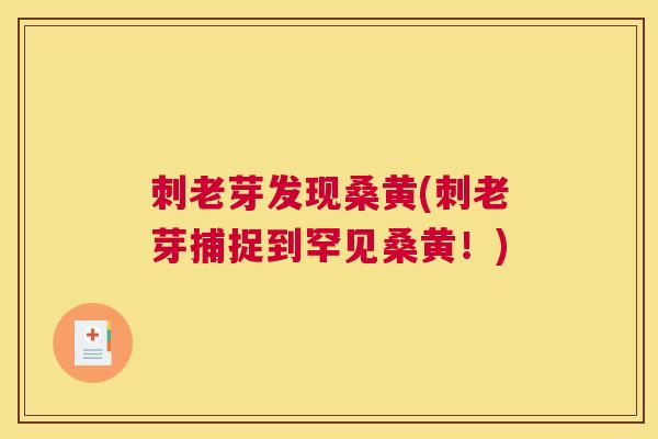 刺老芽发现桑黄(刺老芽捕捉到罕见桑黄!) 刺老芽发现桑黄(刺老芽捕捉到罕见桑黄!)