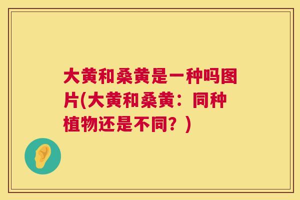 大黄和桑黄是一种吗图片(大黄和桑黄:同种植物还是不同?) 大黄和桑黄是一种吗图片(大黄和桑黄:同种植物还是不同?)