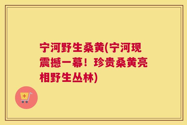 宁河野生桑黄(宁河现震撼一幕!珍贵桑黄亮相野生丛林) 宁河野生桑黄(宁河现震撼一幕!珍贵桑黄亮相野生丛林)