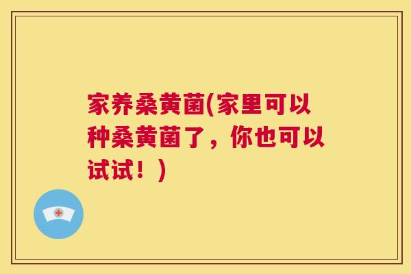 家养桑黄菌(家里可以种桑黄菌了,你也可以试试!) 家养桑黄菌(家里可以种桑黄菌了,你也可以试试!)