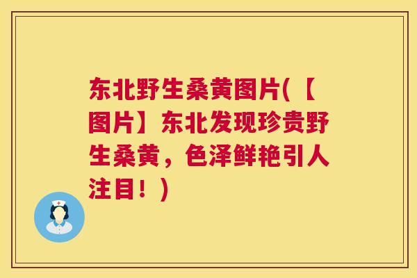 东北野生桑黄图片(【图片】东北发现珍贵野生桑黄,色泽鲜艳引人注目!) 东北野生桑黄图片(【图片】东北发现珍贵野生桑黄,色泽鲜艳引人注目!)