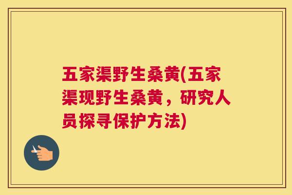 五家渠野生桑黄(五家渠现野生桑黄,研究人员探寻保护方法) 五家渠野生桑黄(五家渠现野生桑黄,研究人员探寻保护方法)