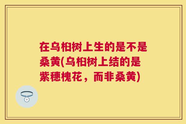 在乌桕树上生的是不是桑黄(乌桕树上结的是紫穗槐花,而非桑黄) 在乌桕树上生的是不是桑黄(乌桕树上结的是紫穗槐花,而非桑黄)