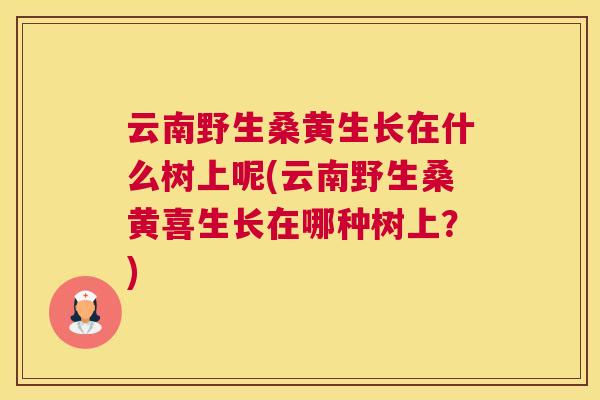 云南野生桑黄生长在什么树上呢(云南野生桑黄喜生长在哪种树上?) 云南野生桑黄生长在什么树上呢(云南野生桑黄喜生长在哪种树上?)