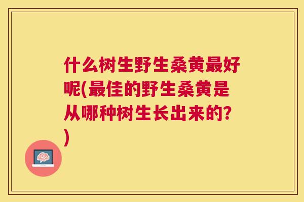 什么树生野生桑黄好呢(佳的野生桑黄是从哪种树生长出来的?) 什么树生野生桑黄好呢(佳的野生桑黄是从哪种树生长出来的?)