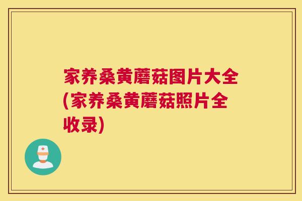 家养桑黄蘑菇图片大全(家养桑黄蘑菇照片全收录) 家养桑黄蘑菇图片大全(家养桑黄蘑菇照片全收录)