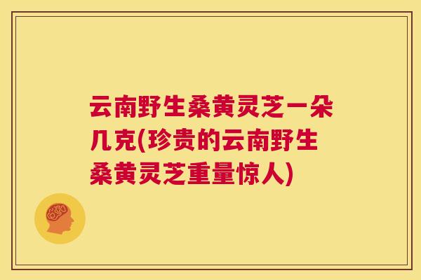 云南野生桑黄灵芝一朵几克(珍贵的云南野生桑黄灵芝重量惊人) 云南野生桑黄灵芝一朵几克(珍贵的云南野生桑黄灵芝重量惊人)