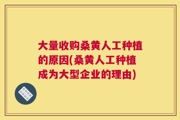大量收购桑黄人工种植的原因(桑黄人工种植成为大型企业的理由) 大量收购桑黄人工种植的原因(桑黄人工种植成为大型企业的理由)