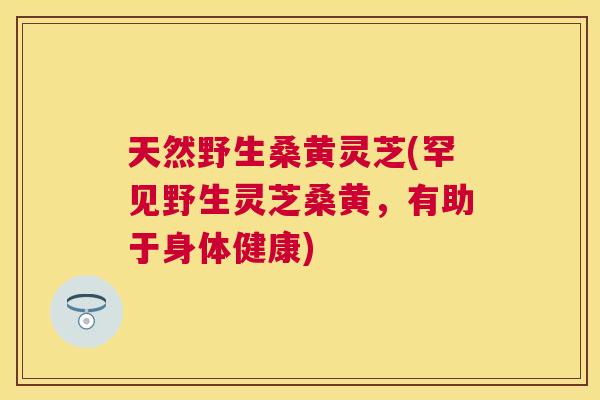 天然野生桑黄灵芝(罕见野生灵芝桑黄,有助于身体健康) 天然野生桑黄灵芝(罕见野生灵芝桑黄,有助于身体健康)