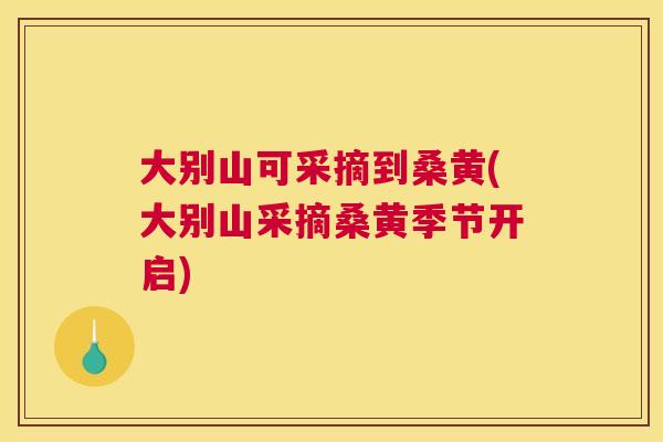 大别山可采摘到桑黄(大别山采摘桑黄季节开启) 大别山可采摘到桑黄(大别山采摘桑黄季节开启)