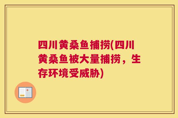 四川黄桑鱼捕捞(四川黄桑鱼被大量捕捞,生存环境受威胁) 四川黄桑鱼捕捞(四川黄桑鱼被大量捕捞,生存环境受威胁)