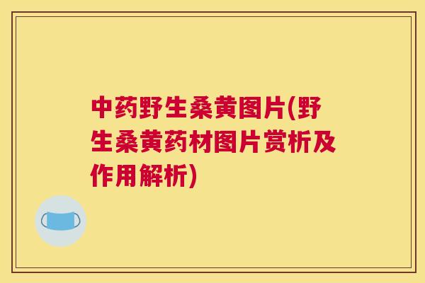 野生桑黄图片(野生桑黄药材图片赏析及作用解析) 野生桑黄图片(野生桑黄药材图片赏析及作用解析)