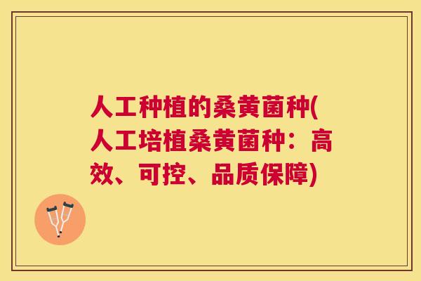 人工种植的桑黄菌种(人工培植桑黄菌种:高效、可控、品质保障) 人工种植的桑黄菌种(人工培植桑黄菌种:高效、可控、品质保障)