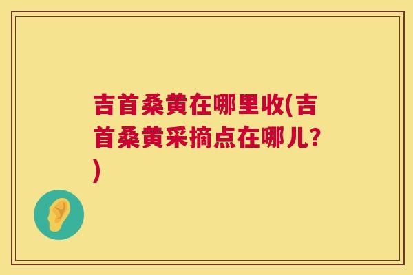 吉首桑黄在哪里收(吉首桑黄采摘点在哪儿？)