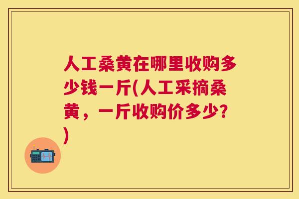 人工桑黄在哪里收购多少钱一斤(人工采摘桑黄，一斤收购价多少？)