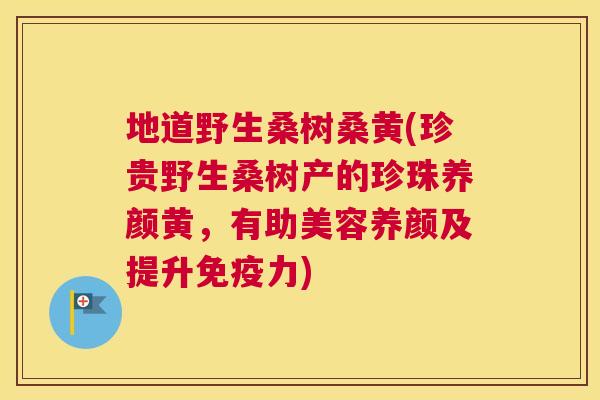 地道野生桑树桑黄(珍贵野生桑树产的珍珠养颜黄,有助美容养颜及提升力) 地道野生桑树桑黄(珍贵野生桑树产的珍珠养颜黄,有助美容养颜及提升力)
