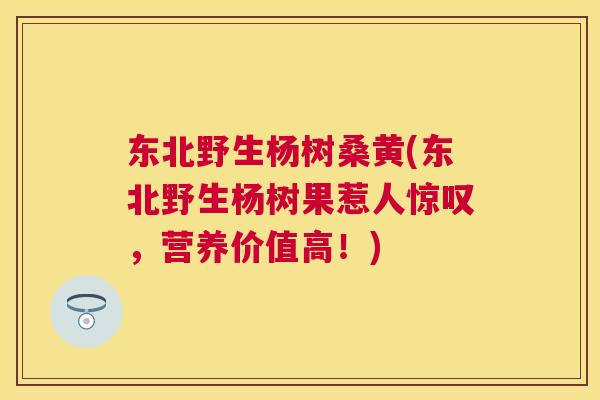 东北野生杨树桑黄(东北野生杨树果惹人惊叹,营养价值高!) 东北野生杨树桑黄(东北野生杨树果惹人惊叹,营养价值高!)