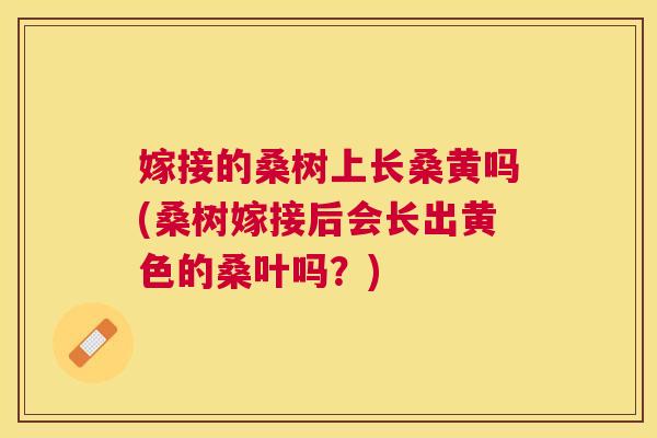 嫁接的桑树上长桑黄吗(桑树嫁接后会长出黄色的桑叶吗?) 嫁接的桑树上长桑黄吗(桑树嫁接后会长出黄色的桑叶吗?)