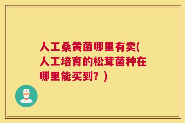 人工桑黄菌哪里有卖(人工培育的松茸菌种在哪里能买到?) 人工桑黄菌哪里有卖(人工培育的松茸菌种在哪里能买到?)