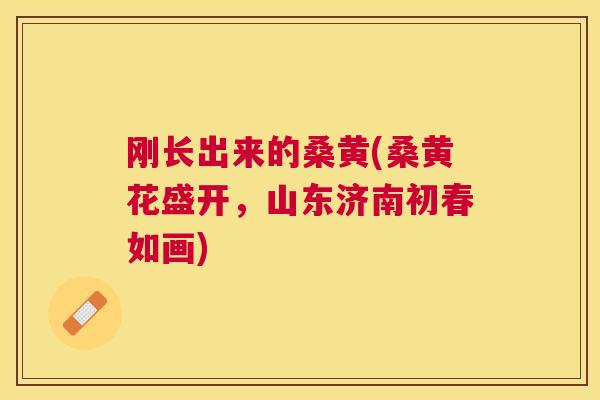 刚长出来的桑黄(桑黄花盛开,山东济南初春如画) 刚长出来的桑黄(桑黄花盛开,山东济南初春如画)