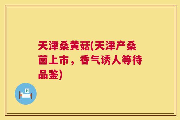 天津桑黄菇(天津产桑菌上市,香气诱人等待品鉴) 天津桑黄菇(天津产桑菌上市,香气诱人等待品鉴)