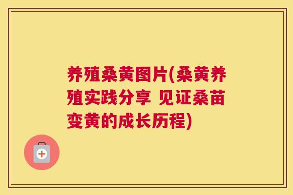养殖桑黄图片(桑黄养殖实践分享 见证桑苗变黄的成长历程) 养殖桑黄图片(桑黄养殖实践分享 见证桑苗变黄的成长历程)