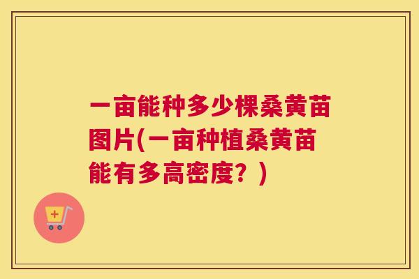 一亩能种多少棵桑黄苗图片(一亩种植桑黄苗能有多高密度?) 一亩能种多少棵桑黄苗图片(一亩种植桑黄苗能有多高密度?)