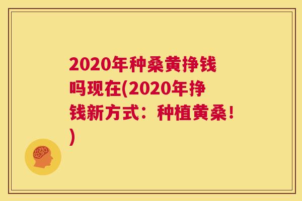 2020年种桑黄挣钱吗现在(2020年挣钱新方式:种植黄桑!) 2020年种桑黄挣钱吗现在(2020年挣钱新方式:种植黄桑!)